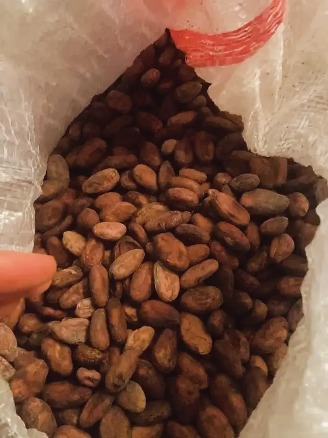 A hand holding fermented, dried Ayaku cacao beans