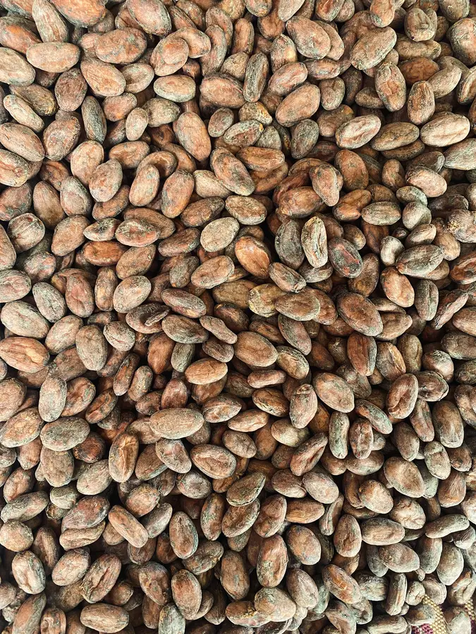Sun-dried cacao beans
