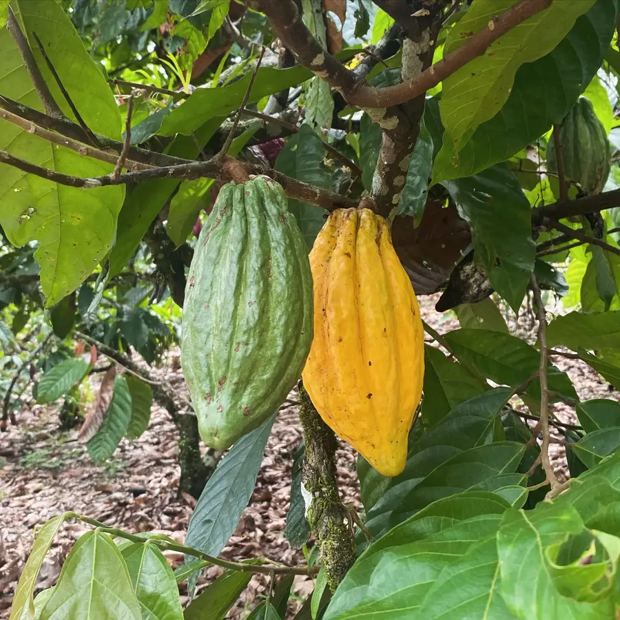 Cacao pods ripening on the tree